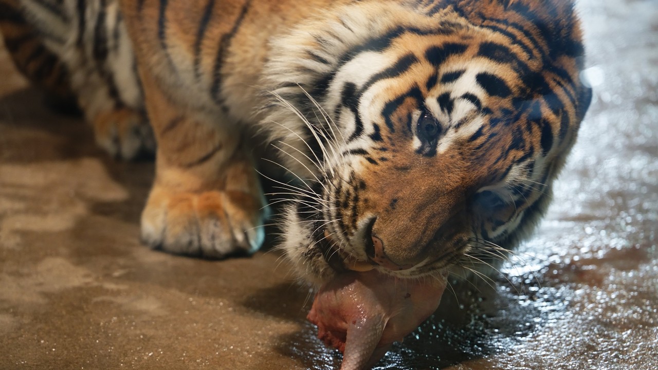 お肉もらいました（円山動物園　アムールトラのトート）#Amurtiger #tiger #bigcat