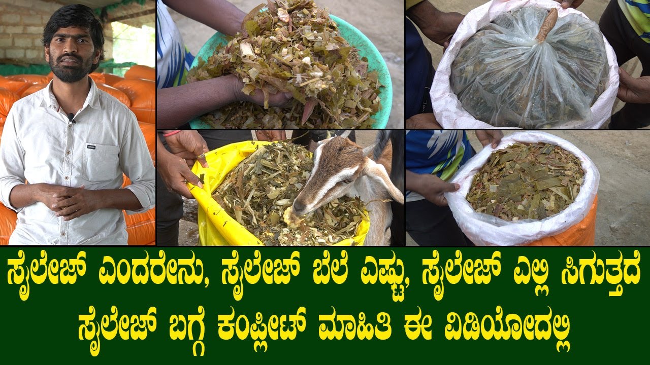 ಸೈಲೇಜ್ ಎಂದರೇನು ಸೈಲೇಜ್ ಬೆಲೆ ಎಷ್ಟು ಸೈಲೇಜ್ ಎಲ್ಲಿ ಸಿಗುತ್ತದೆ ಸೈಲೇಜ್ ಬಗ್ಗೆ ಕಂಪ್ಲೀಟ್ ಮಾಹಿತಿ ಈ ವಿಡಿಯೋದಲ್ಲಿ