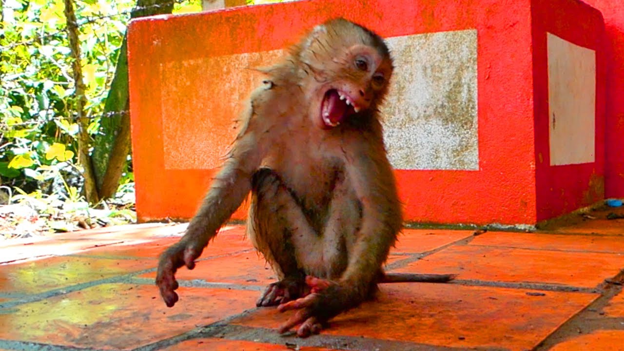 OMG ! Abandoned monkey SUNAS c.r.i.e.s out hungry eats food - she sits wait gets food from man pity