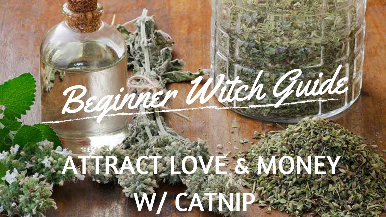 Catnip & HOW TO USE IT IN MAGIC