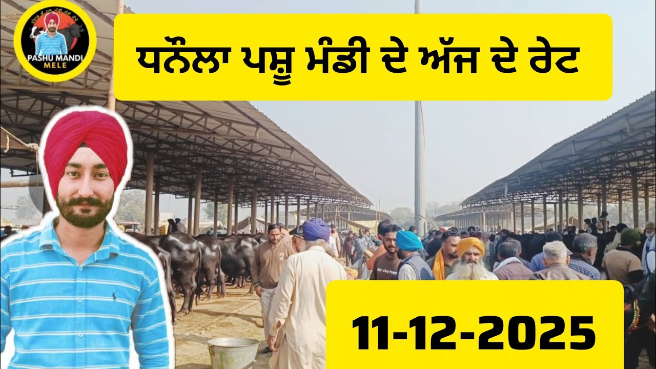 ਧਨੌਲਾ ਪਸੂ ਮੰਡੀ | dhanaula Pashu mandi today।। धनौला पशु मंडी पंजाब #buffalo #cow 