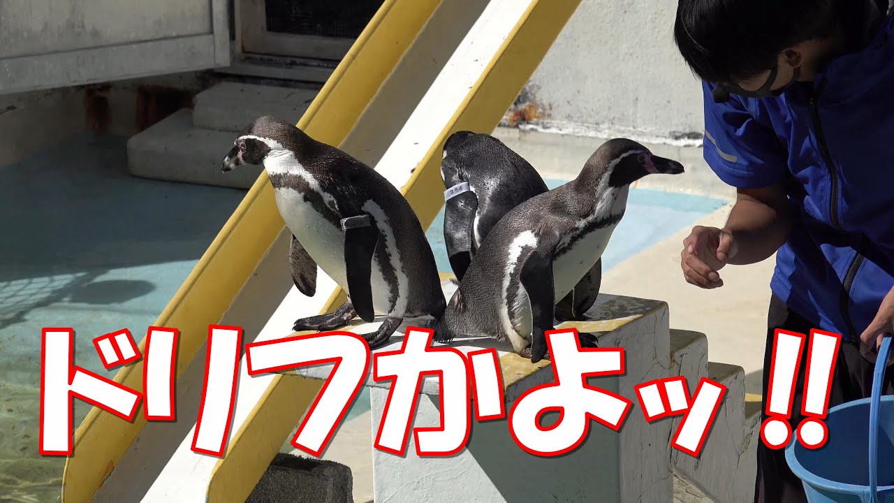 おたる水族館のド・ド・ドリフの大爆笑みたいなペンギンショー