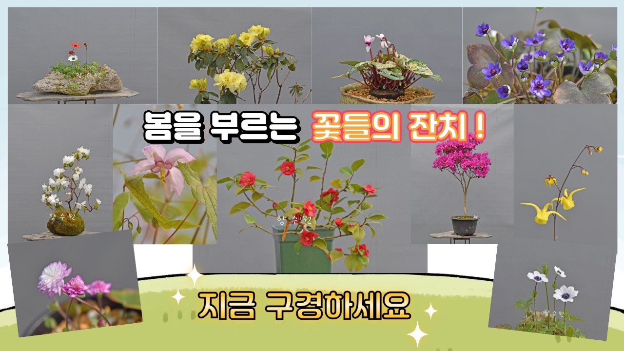 #동백#노루귀#삼지구엽초# 등 봄을 부르는 꽃들의 잔치!