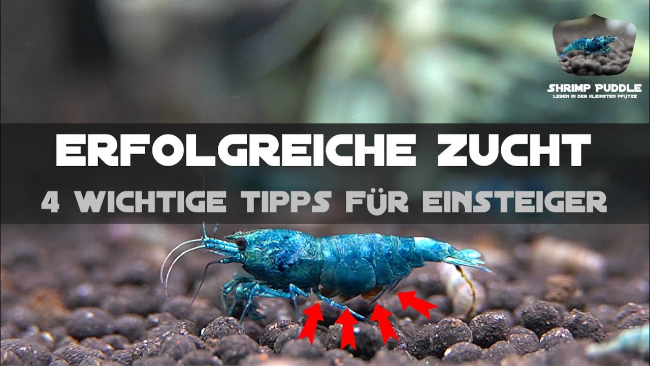 ERFOLGREICHE ZUCHT / TIPPS UND EMPFEHLUNGEN