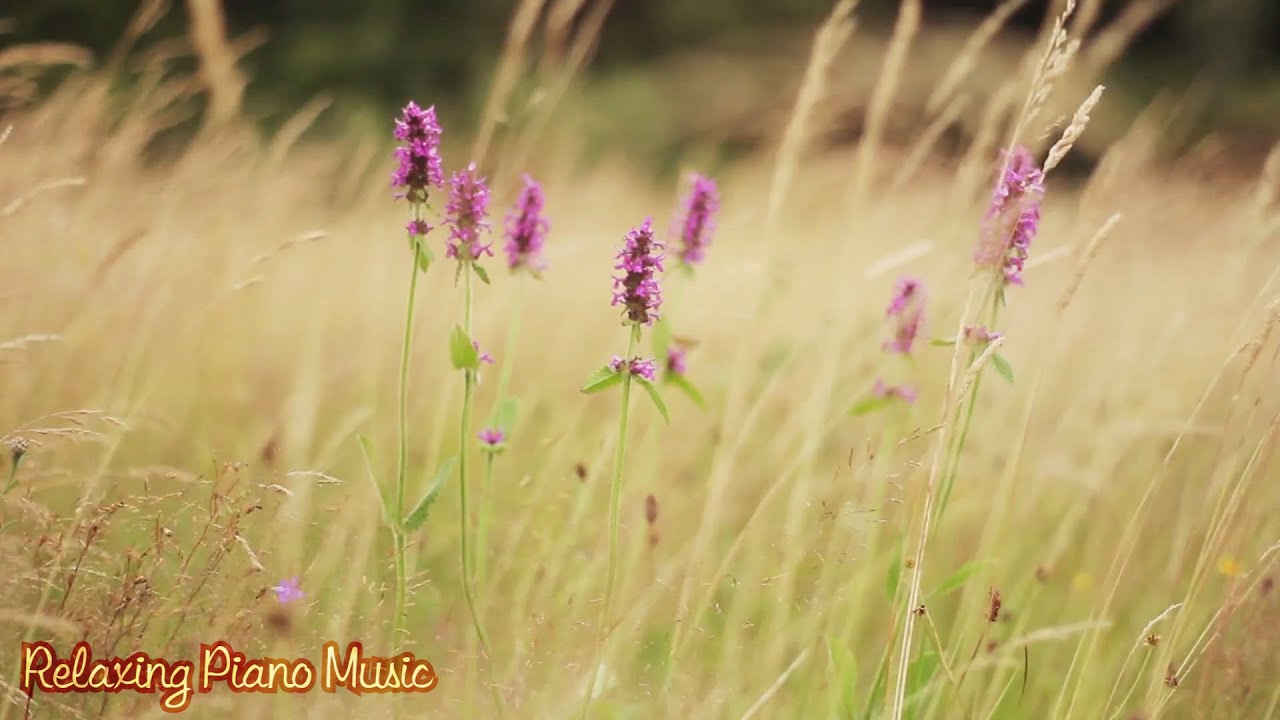 Beautiful Music & Birds Sound, Relaxing Music, Peaceful Music 