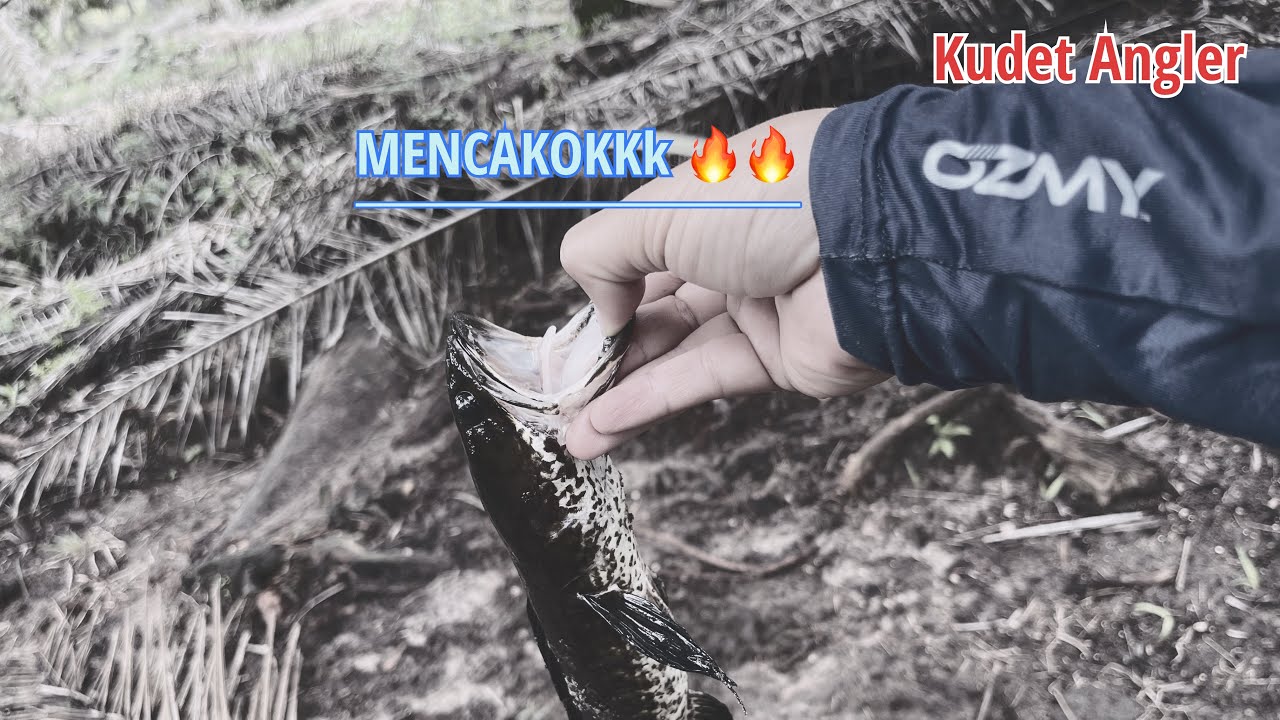 Menjelajah Port Puaka Kpg Senau Part 1|| Kuying Teton 3-8lb|| Haruan|| SF Kuyie + EXP Vlog 21