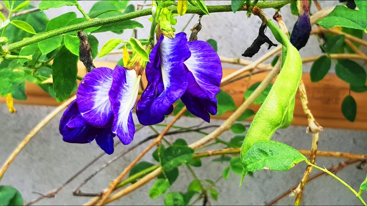 How to Grow Clitoria Ternatea (Aparajita or Butterfly Pea) - 9 days