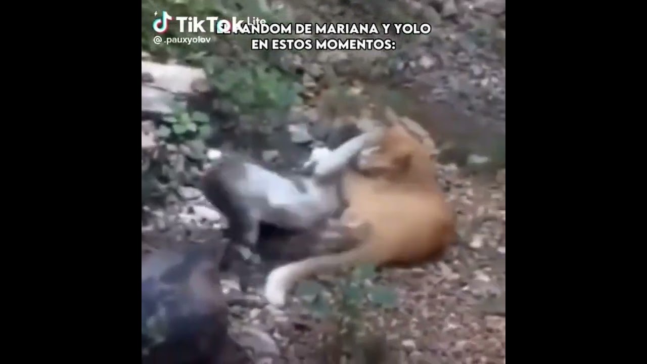 El fandom de Yolo y Mariana #yoloaventuras #ni&ntilde;itos #yolotrolls #yolo #mariana #pelea #gato