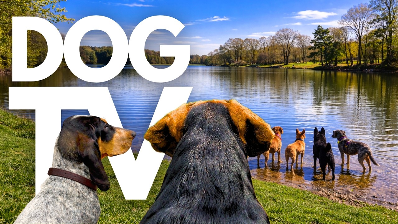 TheDogCam | 10hrs of Serene Virtual Dog Walks Along Calming Country Paths 🐾🌊 GoPro DogTV