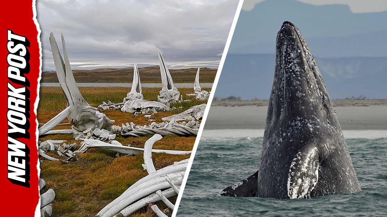 Drone Footage Captures WILD Whale Graveyard in Russia