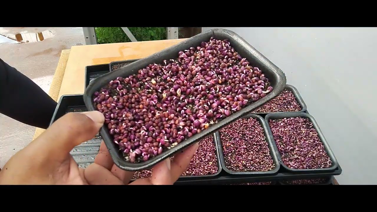 Microverdes - Mini Curso Grátis PARTE 3 | Germinação DIA 1