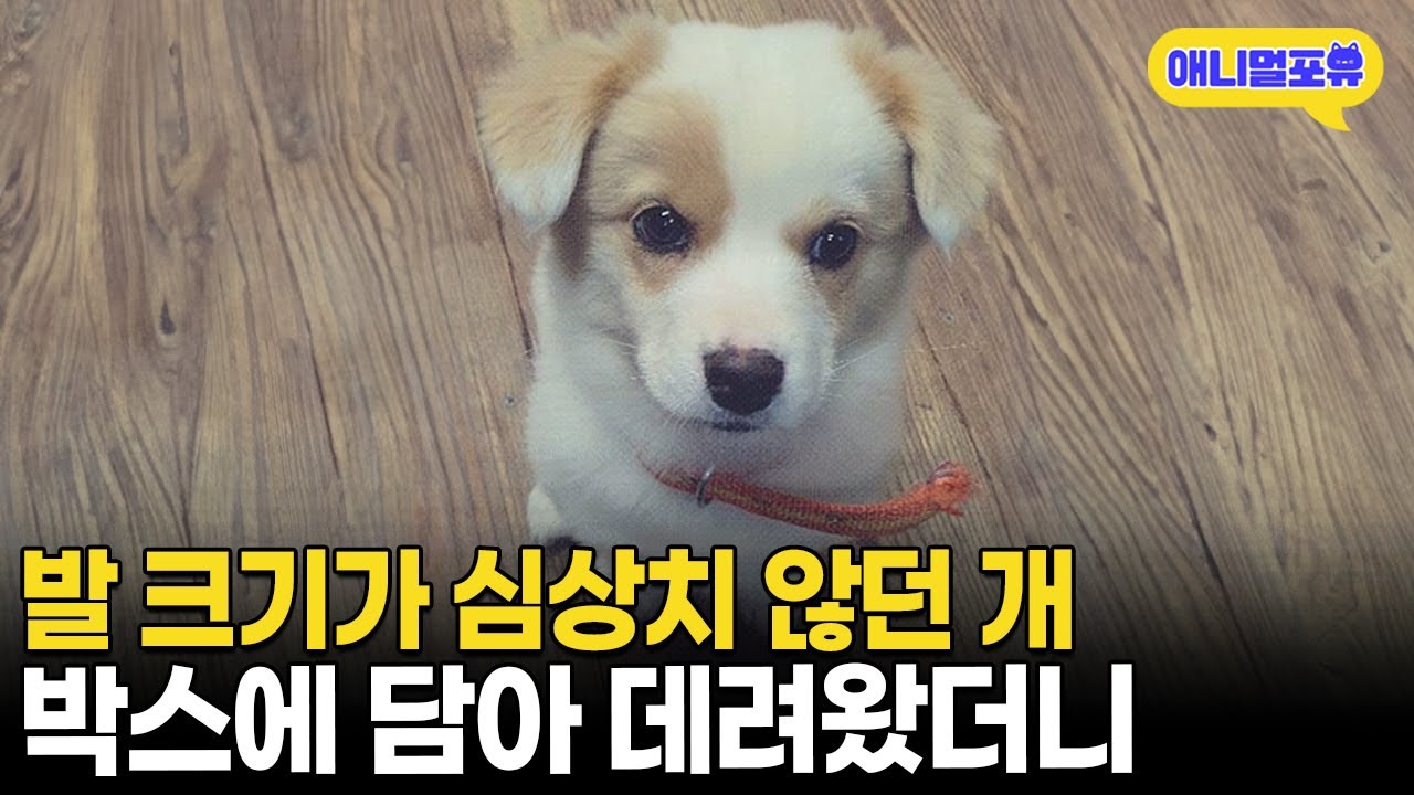 발 크기가 심상치 않던 강아지, 도저히 지나칠 수 없어 데려왔더니 I KBS 동물극장 단짝 231209 방송