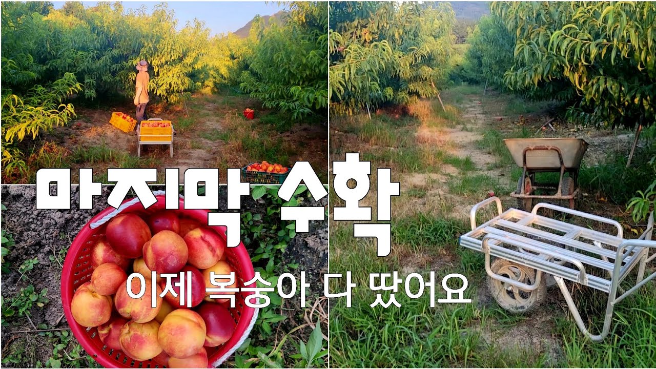수확의 계절(복숭아농사 마무리)