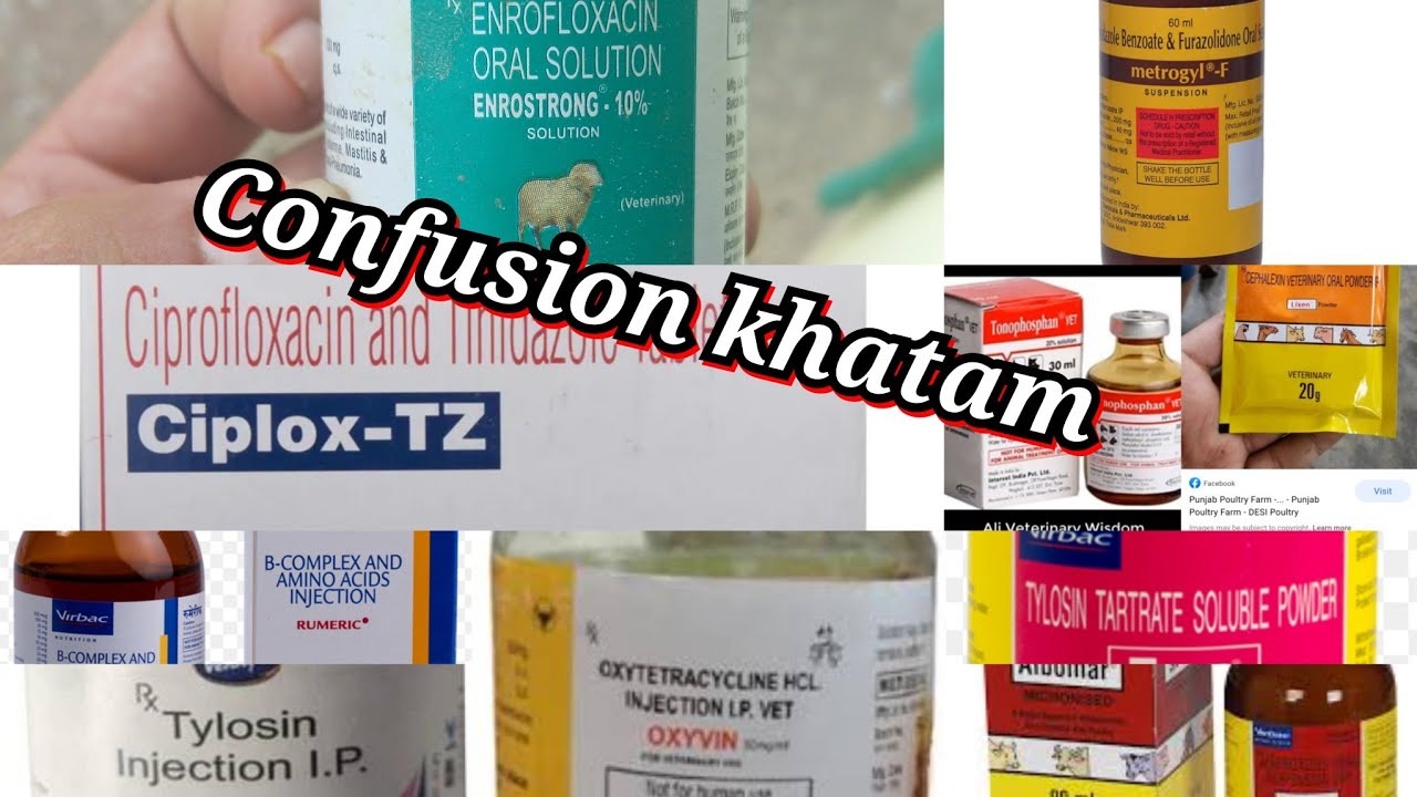 Antibiotics ya medicine kab use karni hai Confusion khatam #kabutar #pigeon #Pigeon neck twisting