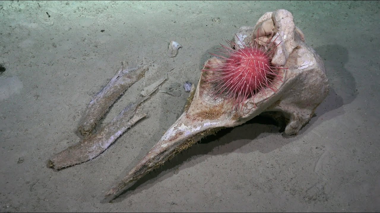 The Great Australian Deep-Sea Coral + Canyon Adventure - Whale Fall - FK200126