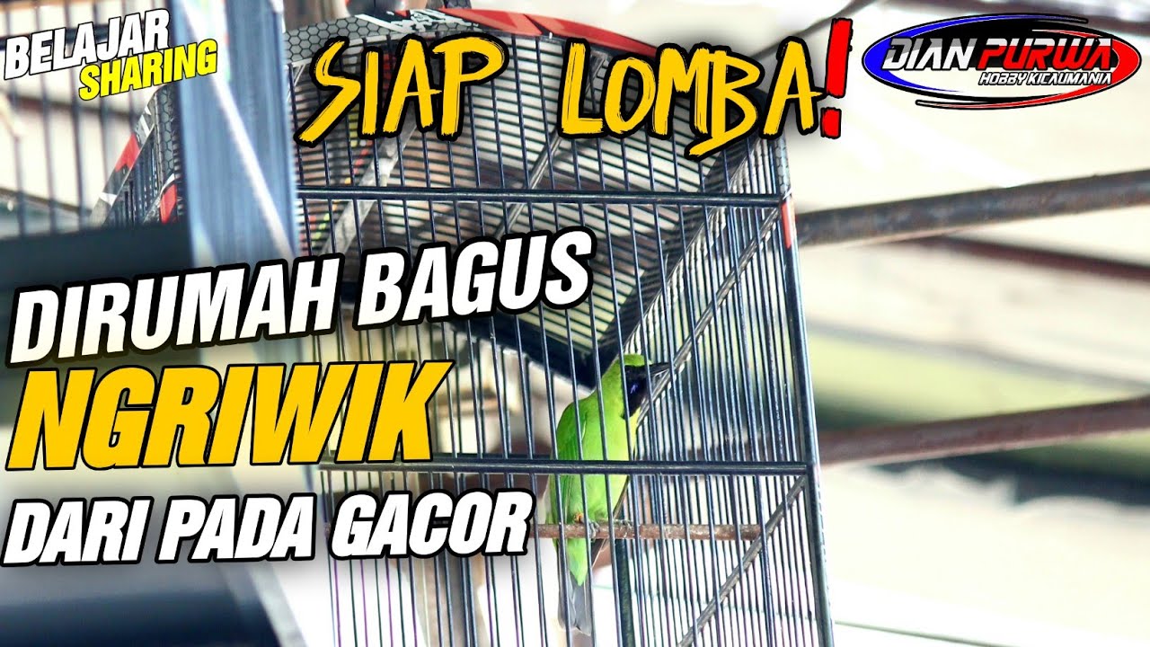 PERLU TAU SIAP LOMBA❗CUCAK IJO YANG HARIAN NGERIWIK MALAH  SIAP LOMBA DARI PADA GACOR||KICAUMANIA