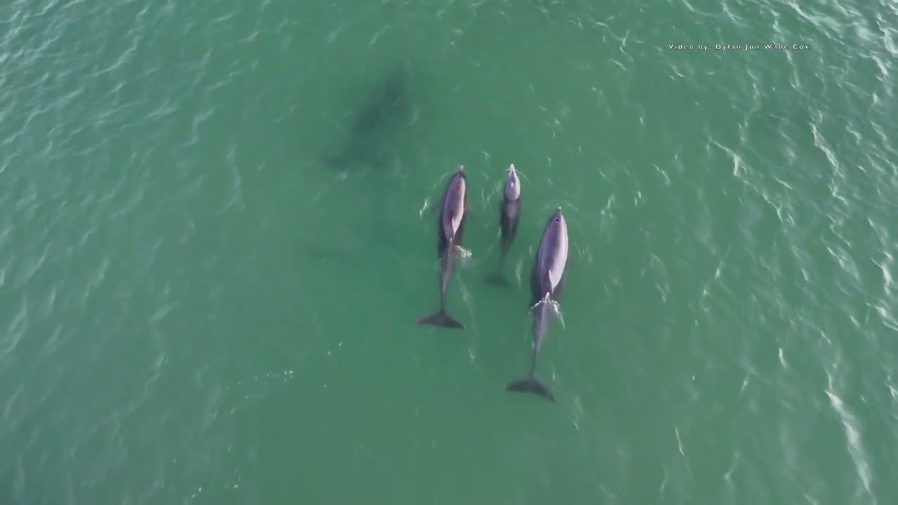 Dolphins swimming at Siesta Key beach, FL - Earth Day 2024 Bottlenose Dolphins Nature Wildlife Drone