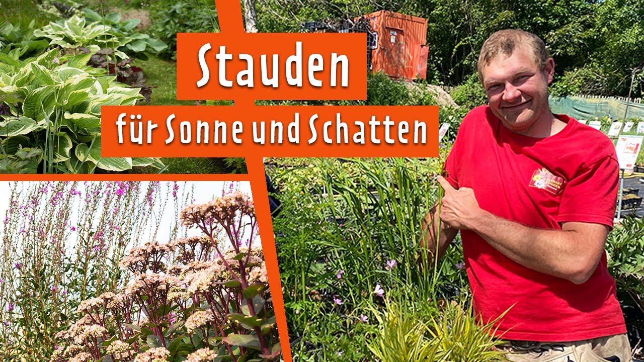 Schöne Stauden für jeden Standort | MDR Garten