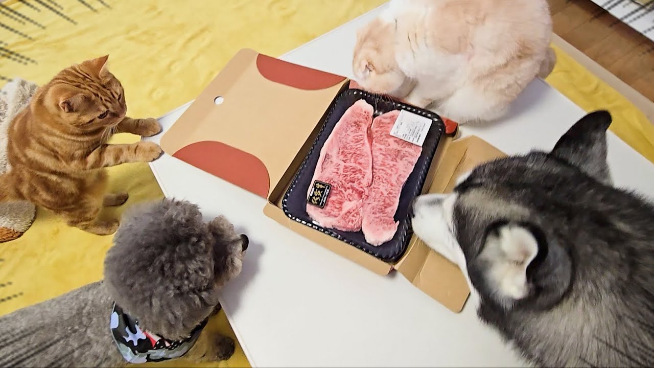 お土産が特大ステーキだった時の犬と猫の反応が可愛すぎた...