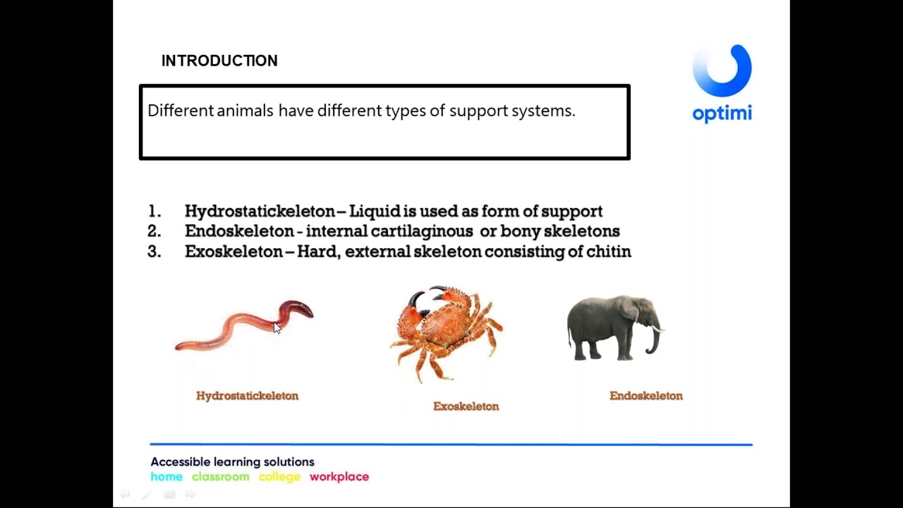 Grade 10 Life Sciences   Support system in animals