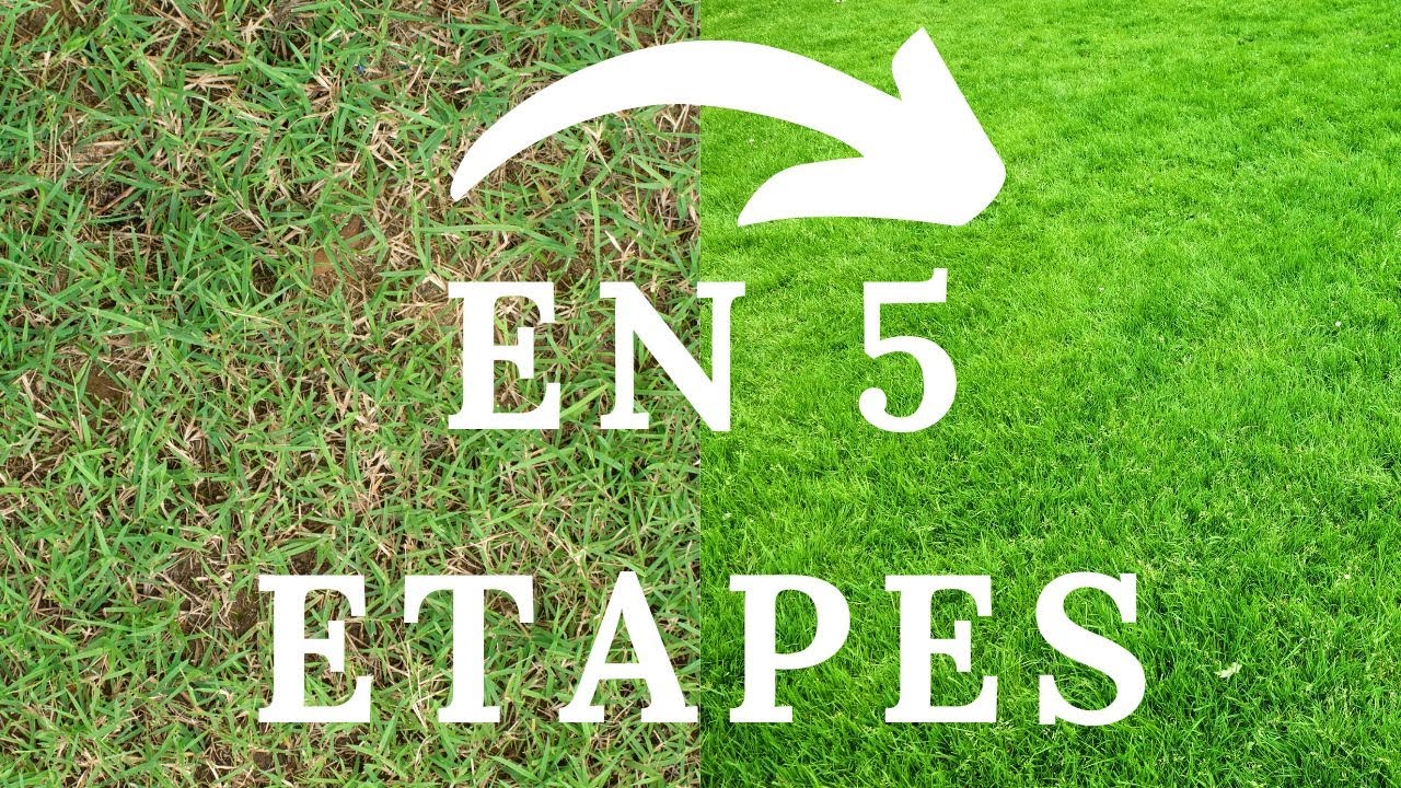 🌿  5 astuces pour avoir un beau gazon en France