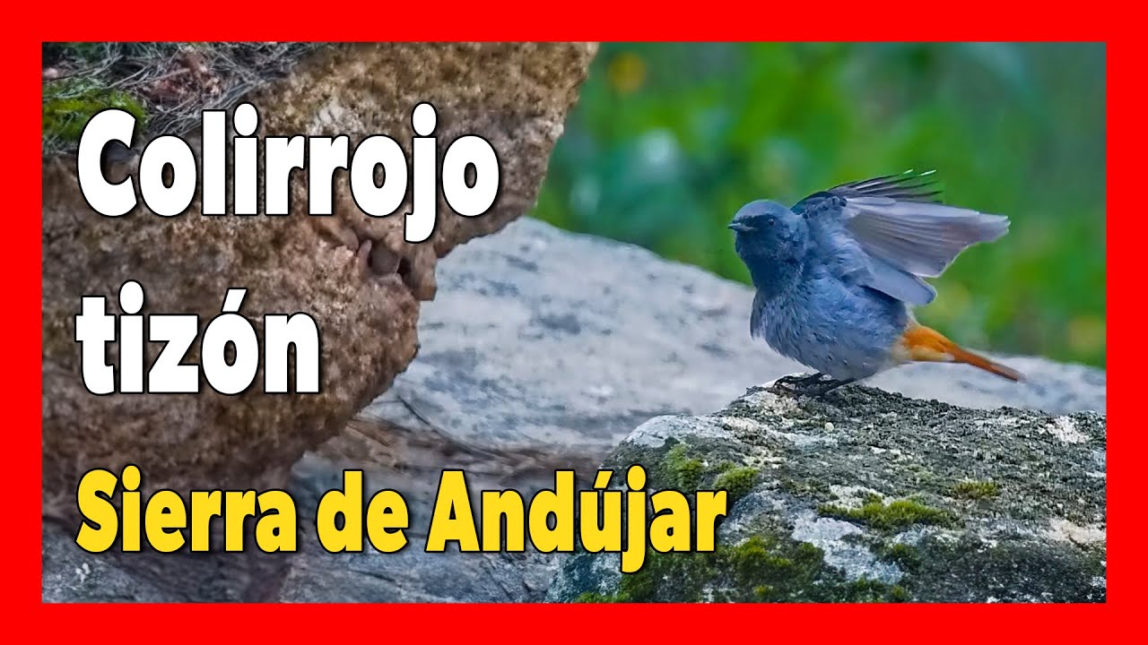 🔴 Colirrojo tizón entre linces | Sierra Morena