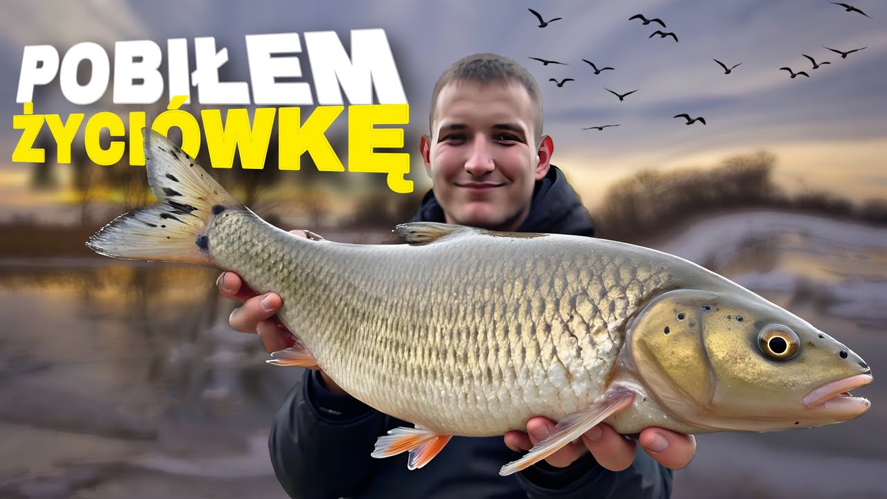 TEN KLEŃ TO PRAWDZIWY KOLOS - ZIMOWE KLENIE Z ODRY