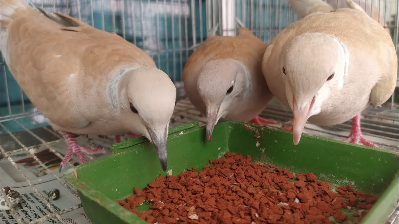 ঘুঘু পাখি বিক্রি।
