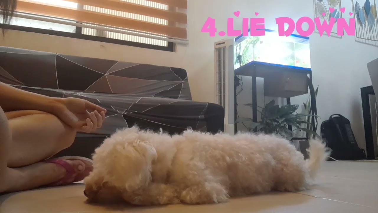 Candy's tricks - Tutorial Part 1| Rianne's Coco Candy #toypoodle #toypoodlelove
