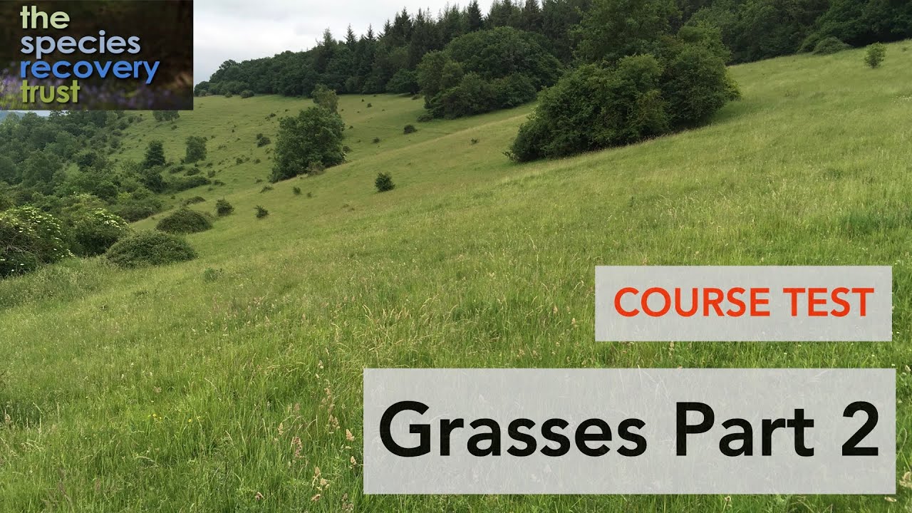Grasses 2 Recap Test