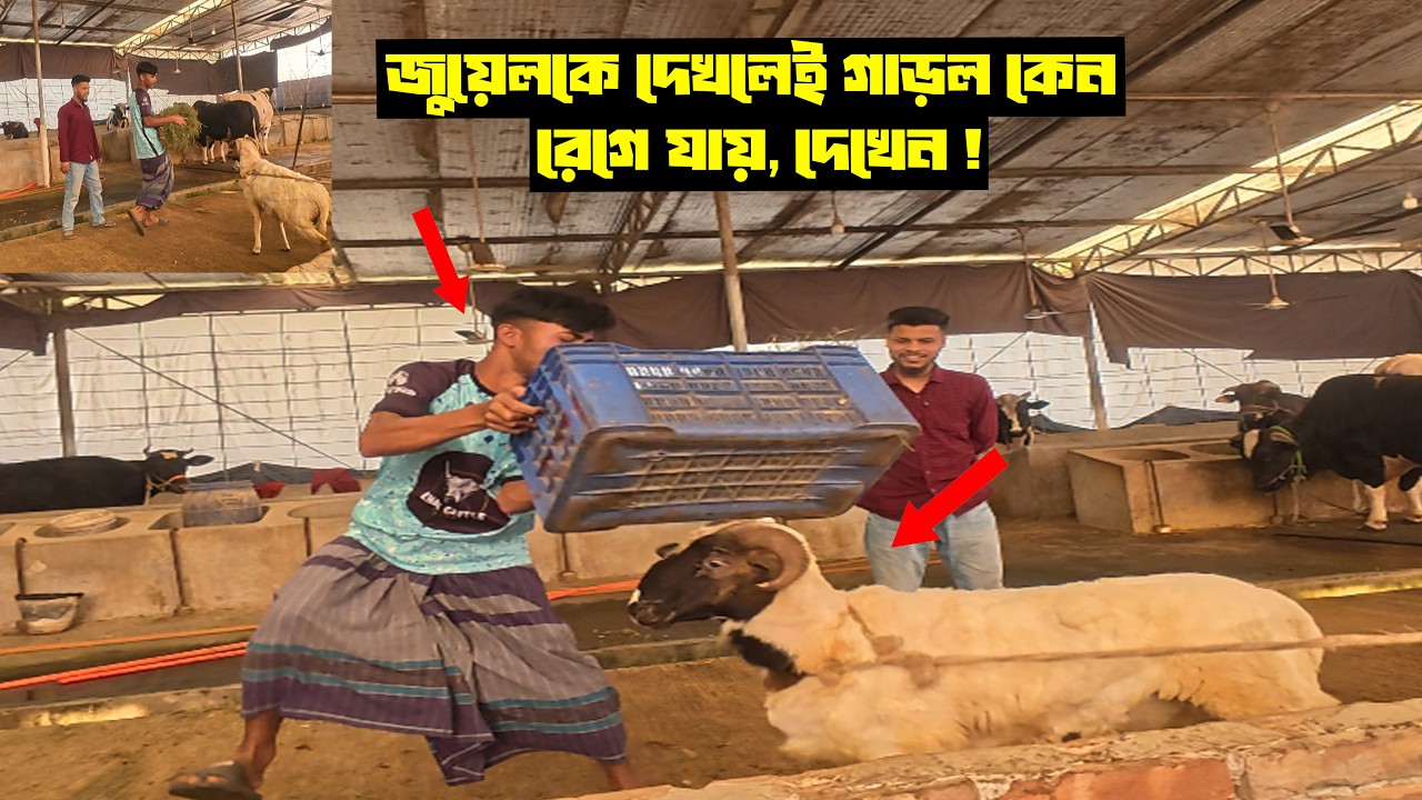 জুয়েলকে দেখলেই গাড়ল কেন রেগে যায় দেখেন!