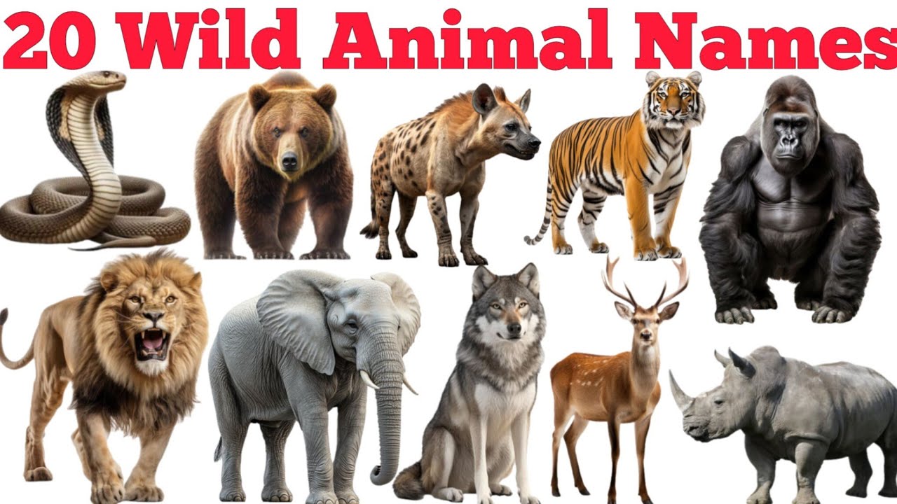 20 Wild Animals Names In English & Hindi With Fun Facts | Fun Learning For Pre-school Children