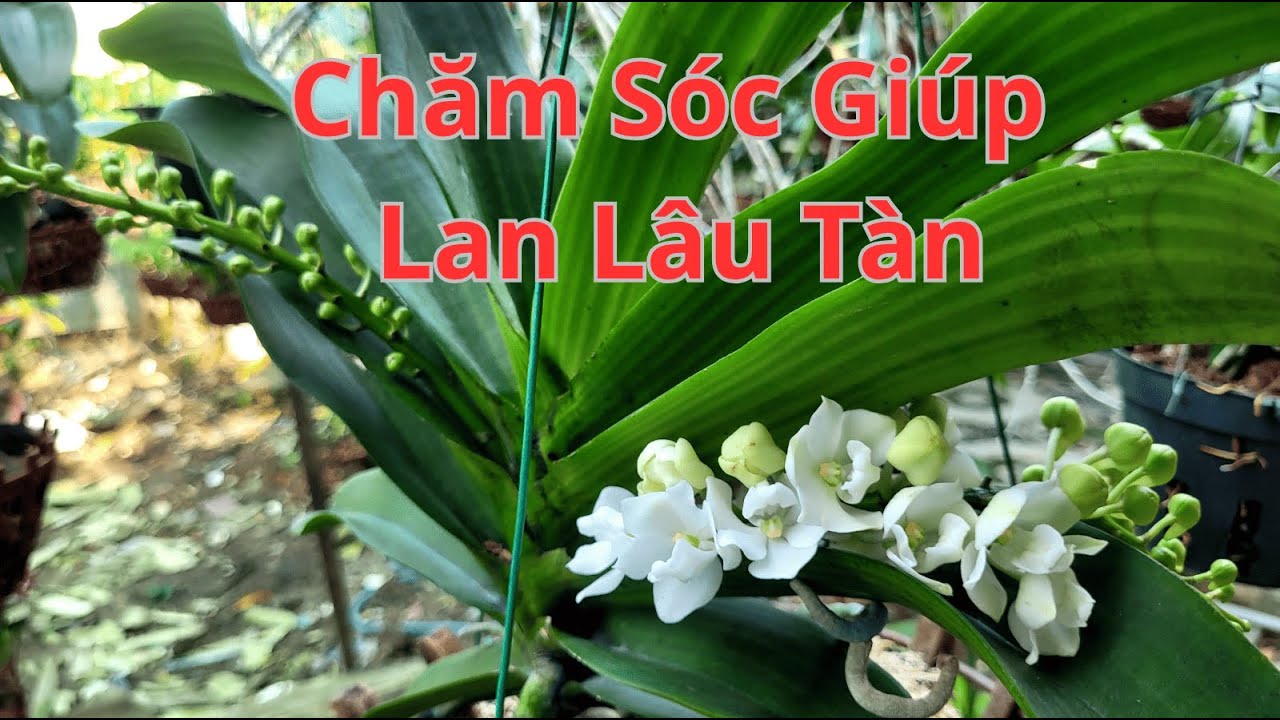 Chăm Sóc Giúp Hoa Đai Châu Nở Lâu Tàn- Bạn Đã Biết ?