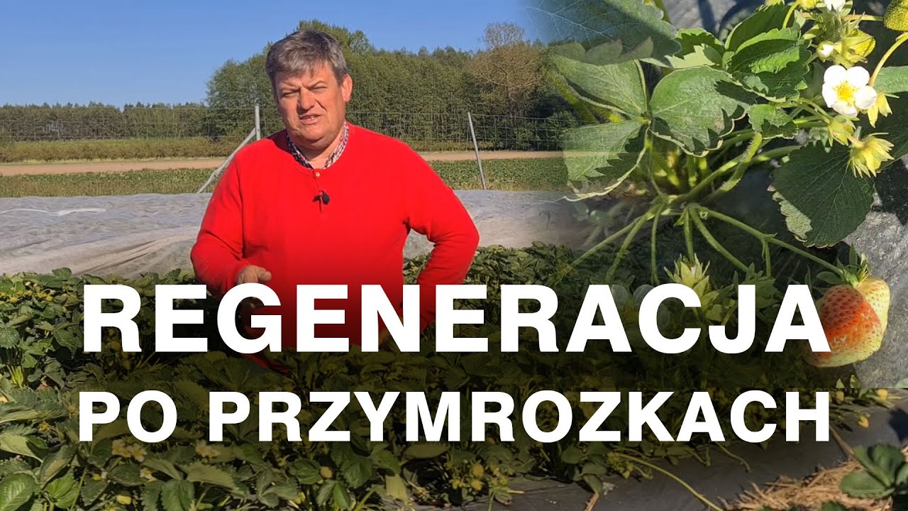 Regeneracja po przymrozkach Truskawka Aprica - GREIT VG Zbyszek Marek