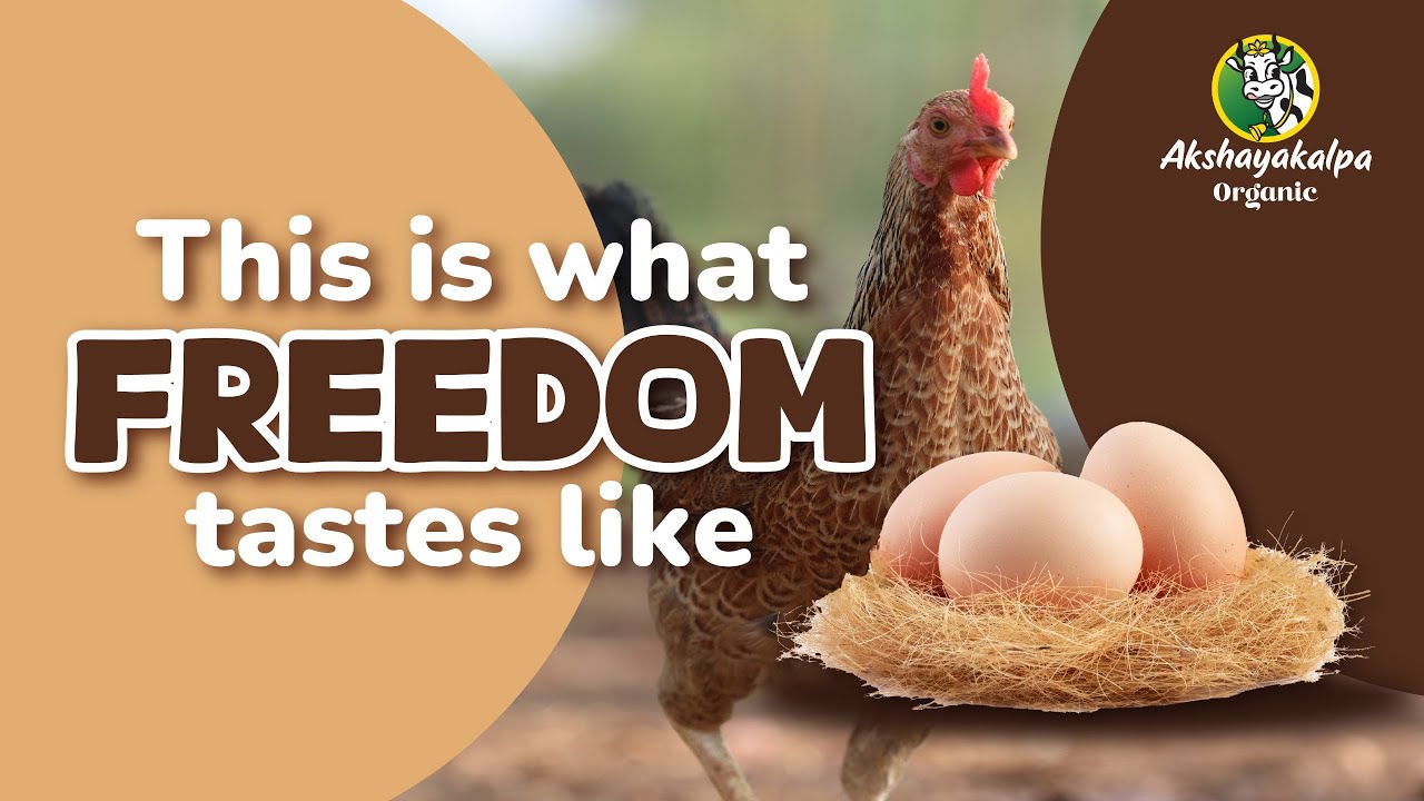 Backyard poultry vs Cage eggs: Why your hen's living conditions impact egg quality | Akshayakalpa
