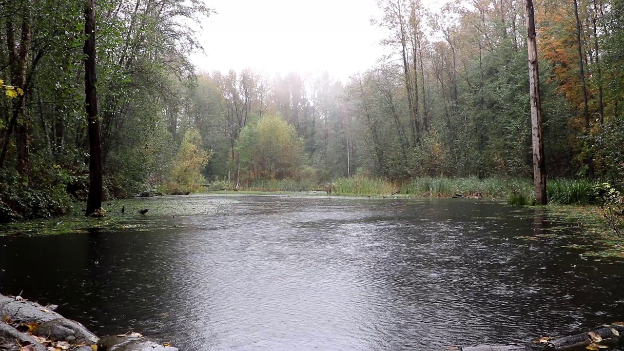 Fall Rain on Duck Pond - 8 Hours of Soothing Sleep