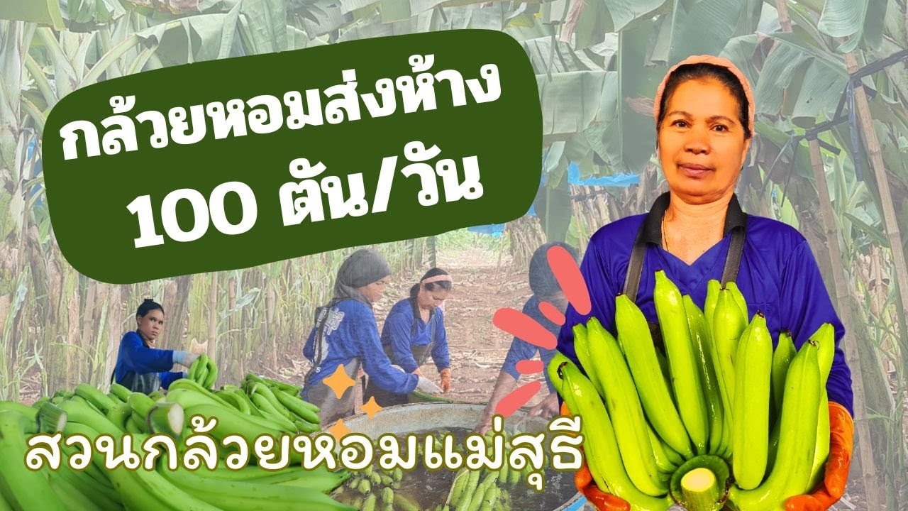 เรื่องเล่าชาวเกษตร Ep3 - จากยายอยู่บ้านเลี้ยงหลาน สู่เจ้าของสวนกล้วยหอม ส่งห้าง 100 ตัน/วัน