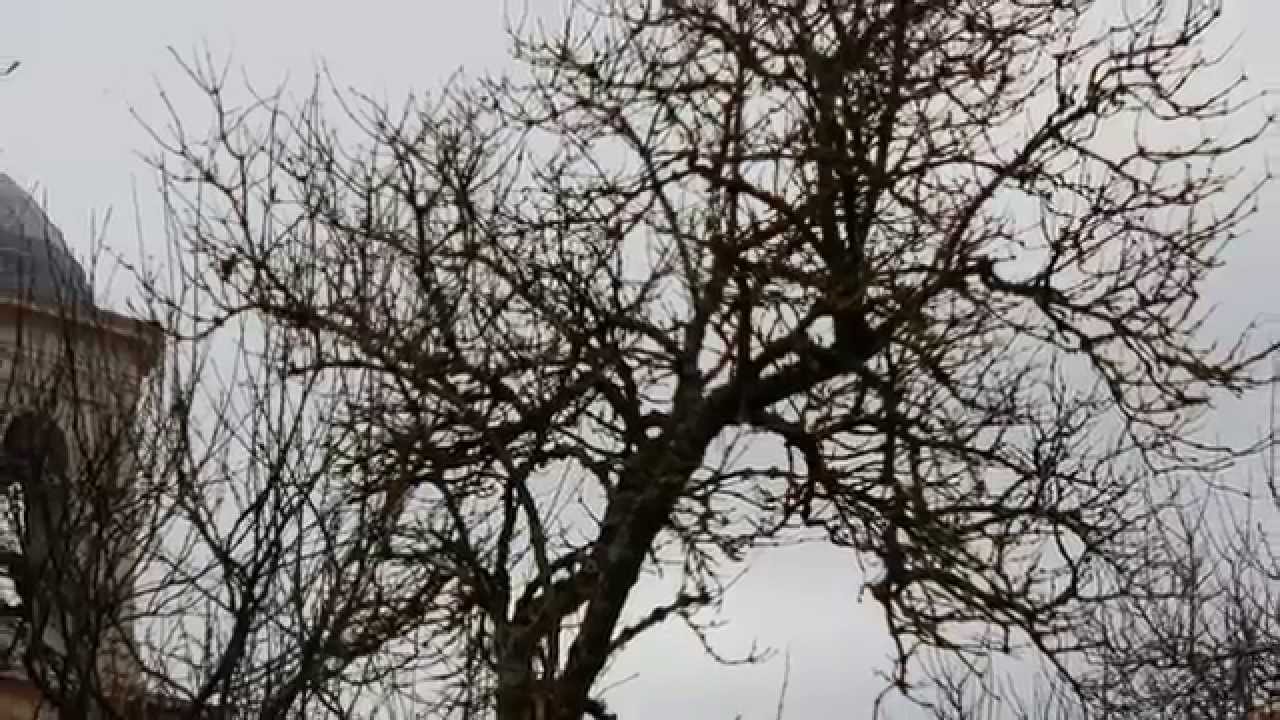 Valpuesta, Cuna del Castellano escrito