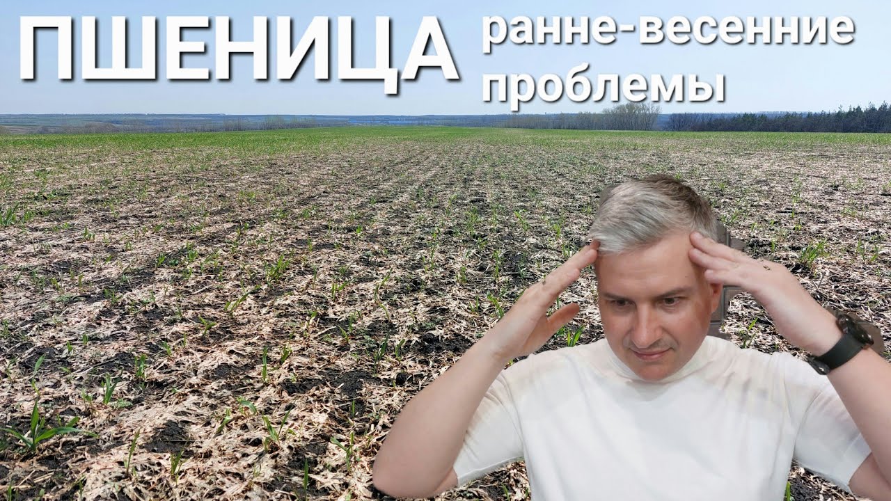 🌾Заболевания озимой пшеницы!