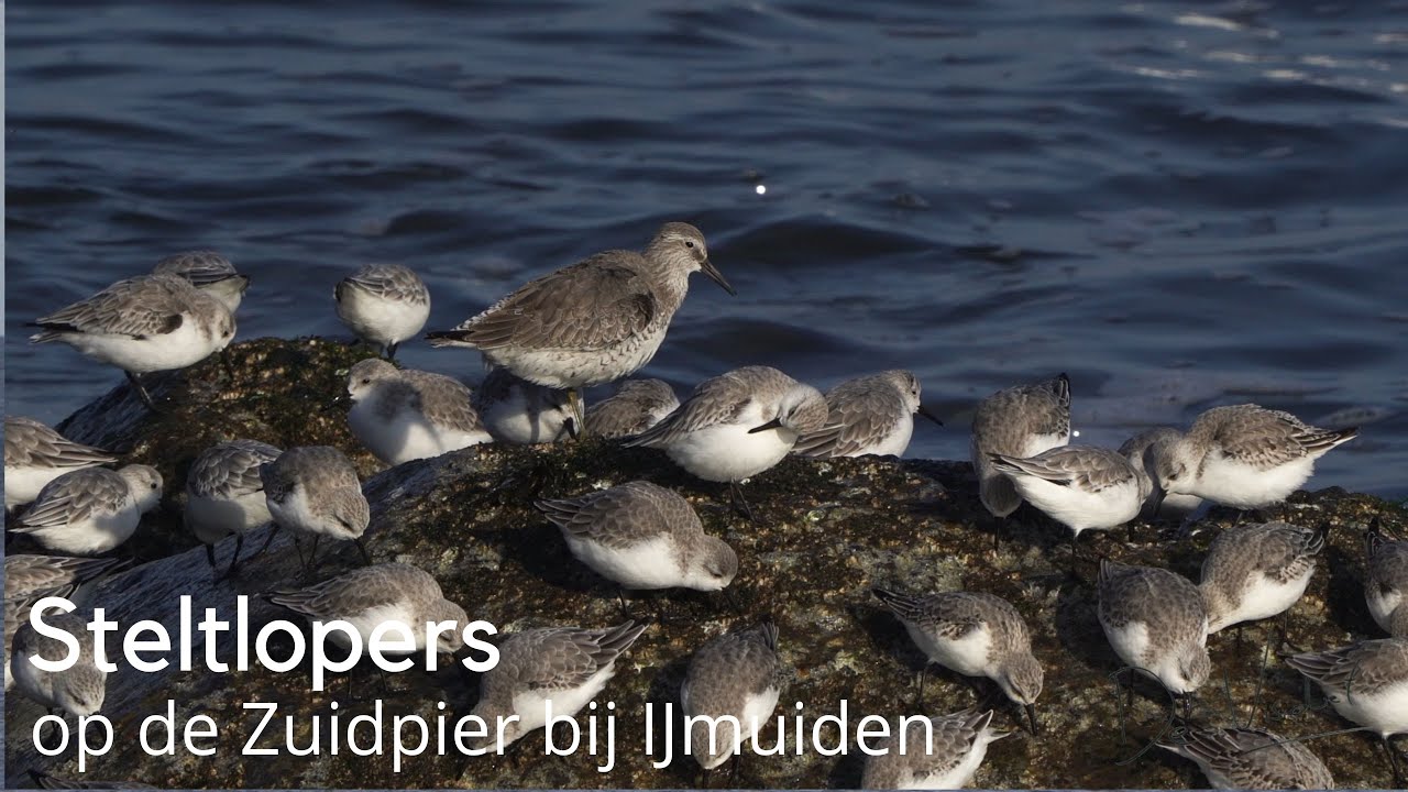 Steltlopers kijken op de Zuidpier bij IJmuiden #1667