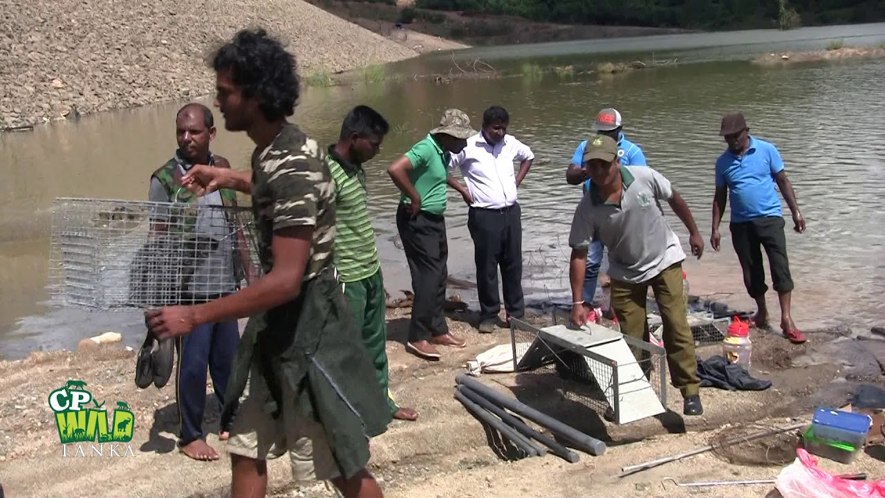 Wild Animal rescue mission at Kalugaga in Sri lanka (Part 3)