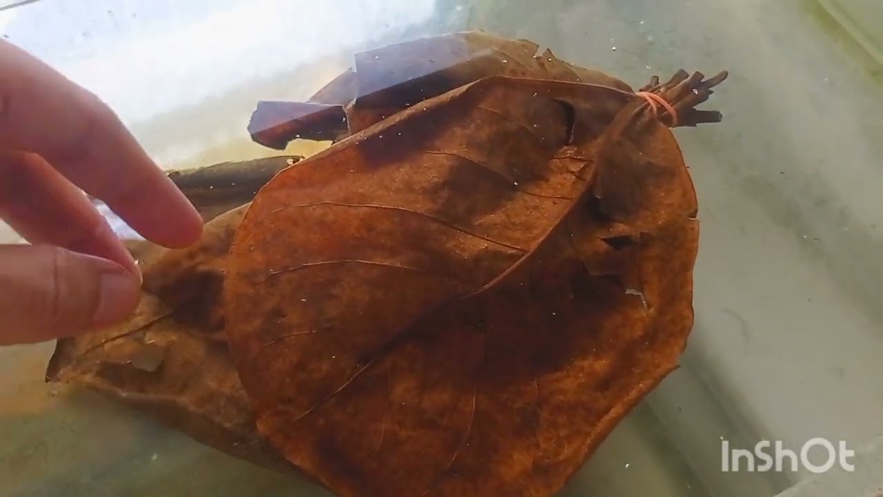 Pemijahan Ikan Red Nose Tetra secara Sederhana