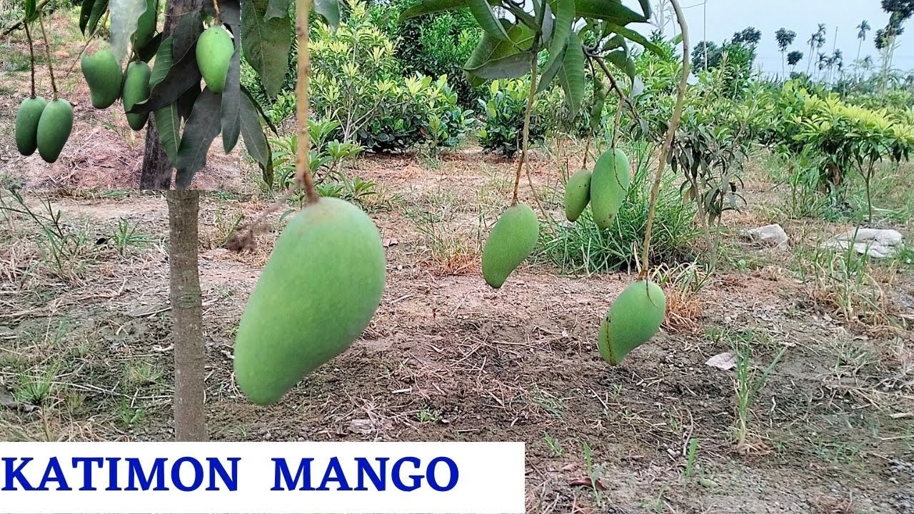 Thai Katimon Mango Farming(All Time Sweet Mango)Thai All Time Katimon Mango 1 Year plant  Production