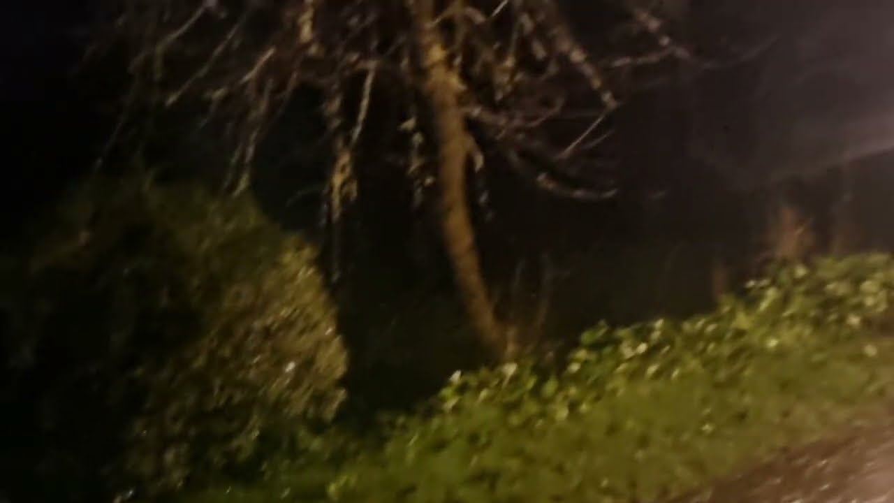Storm Goretti in Frenchman's Creek Woodlands, the sound of trees crunching, crashing, falling