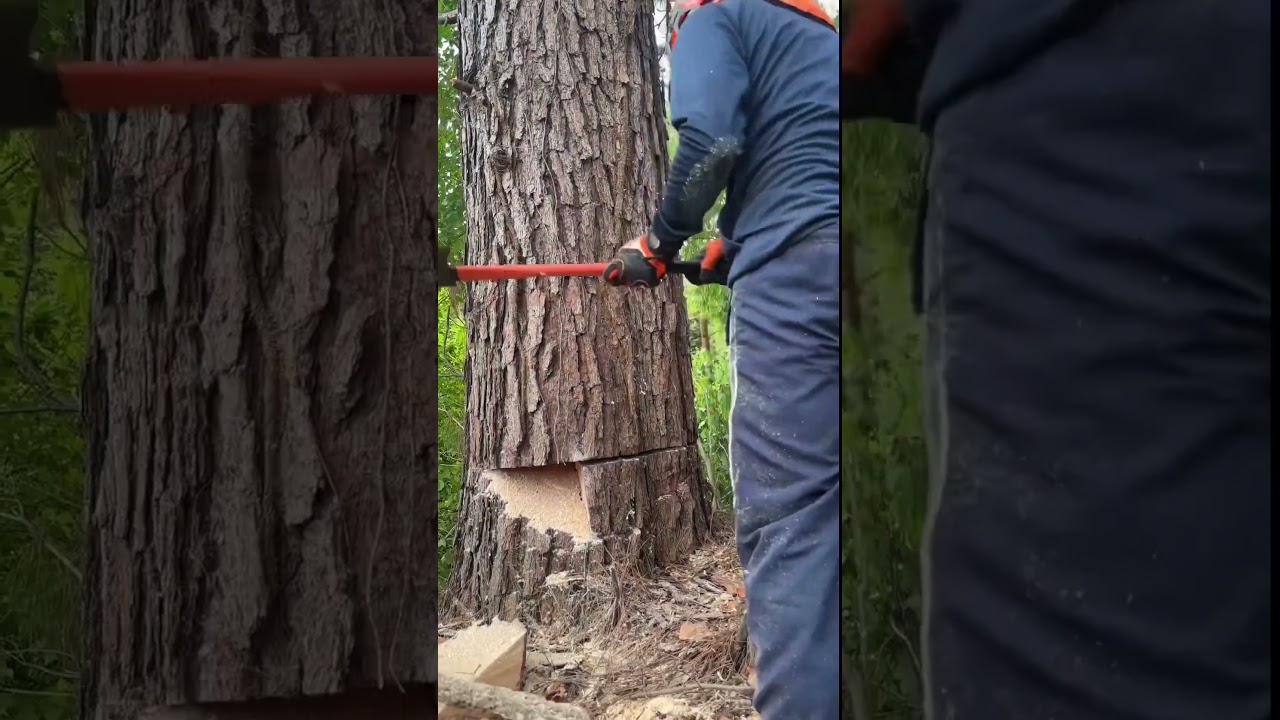 🤔🤔🤔#Lutrients' daily life cutting bear #Logins #Tree #Login