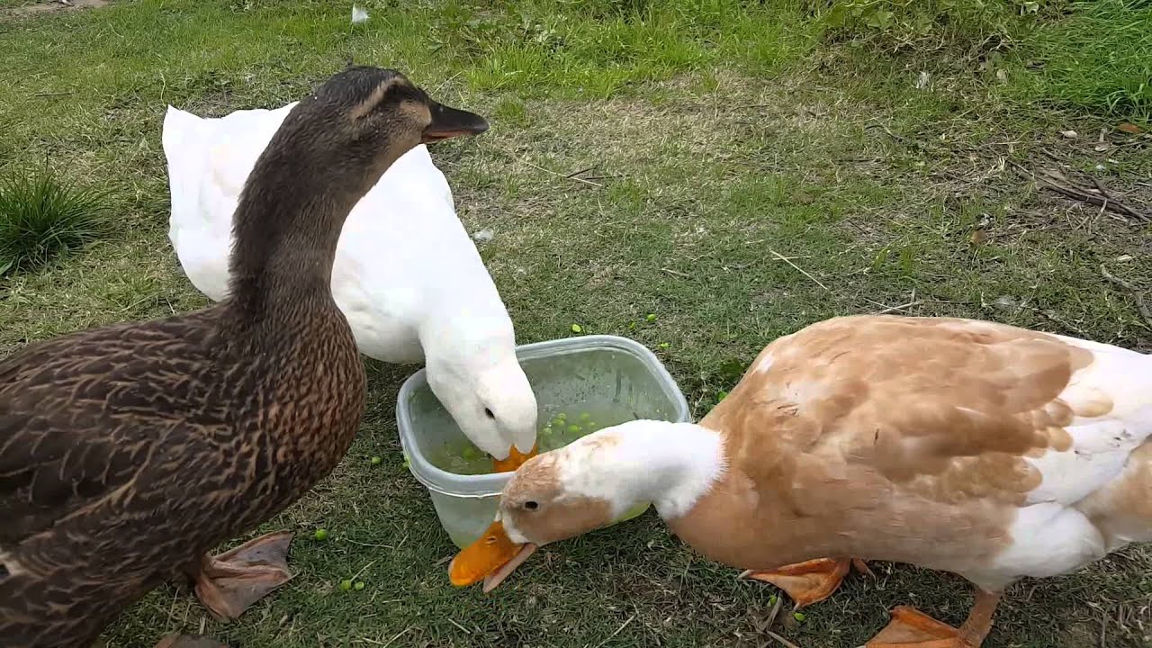 Pet Ducks Celebrate Their First Birthday With Peas (Starts at 1:10)