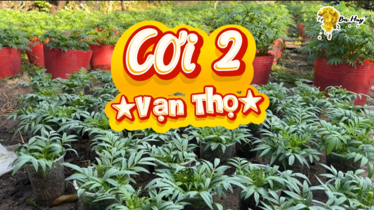 Cơi 2 cho vạn thọ 2026