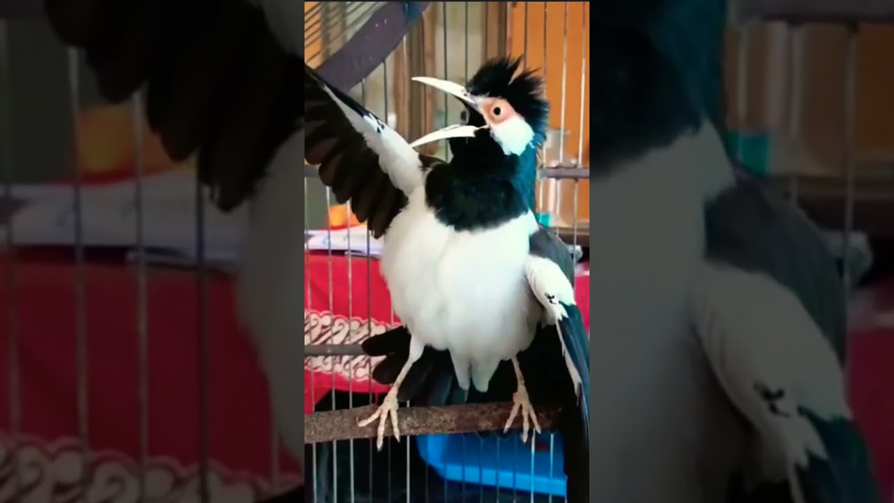 Untuk gaya berkicau jalak suren emang gak ada matinya