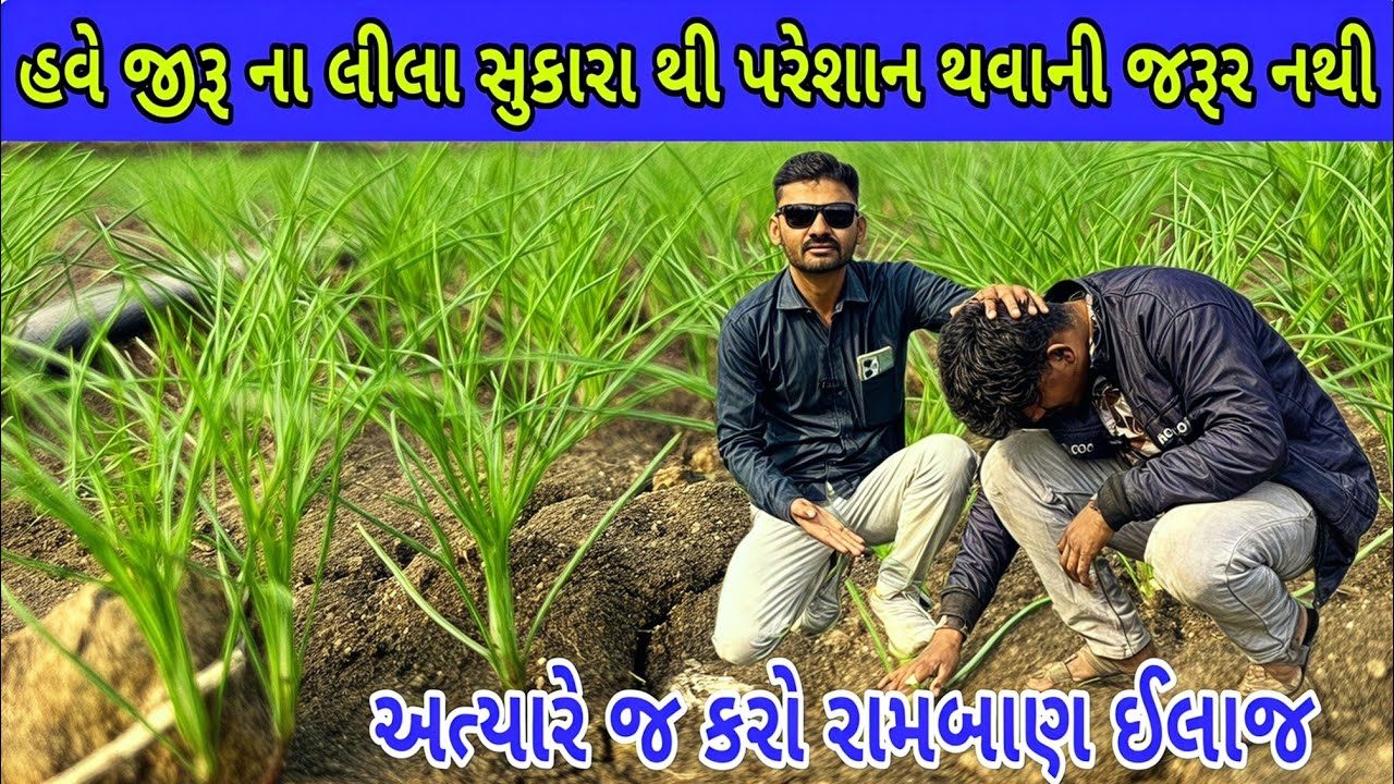 જીરા મા આવતા સુકારા નો ઉપાય | જીરૂ ની દવા | જીરૂ ની માવજત | jira ni kheti (@khedutmitra6210 )