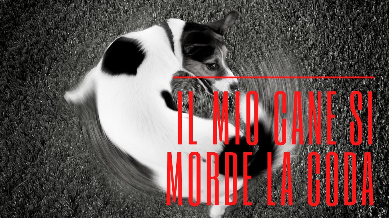 Perchè il mio cane si morde la coda? |Affinitydog